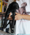Ringo